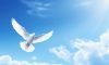 sky-dove_10jan2025_hq