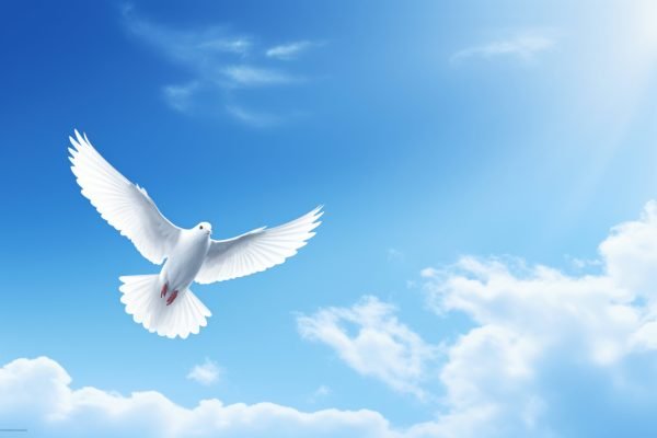 sky-dove_10jan2025_hq